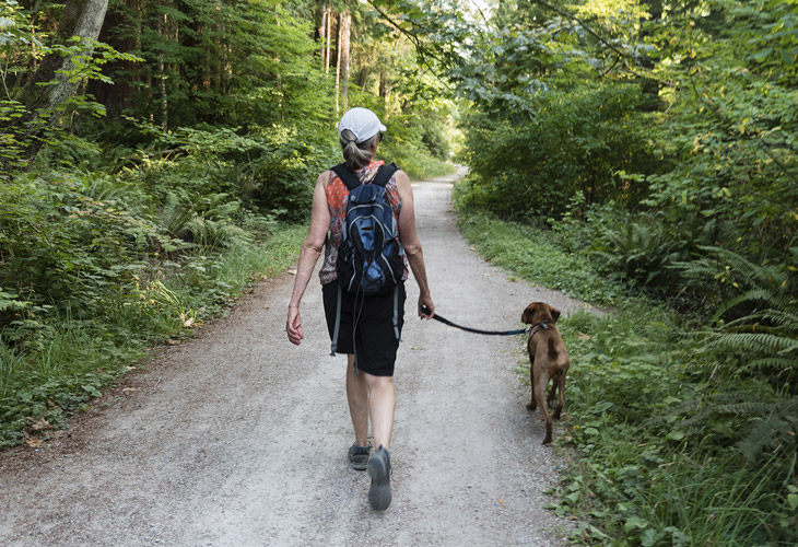 camino santiago perro